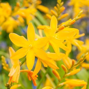 Crocosmia Norwich Canary - Sáfrányfű