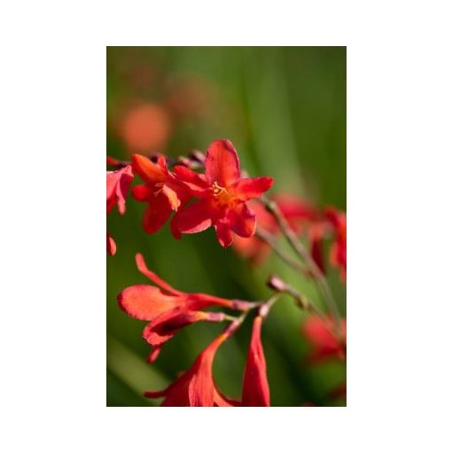 Crocosmia Princess - Sáfrányfű