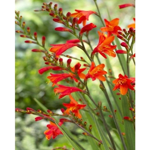 Crocosmia Red King - Sáfrányfű