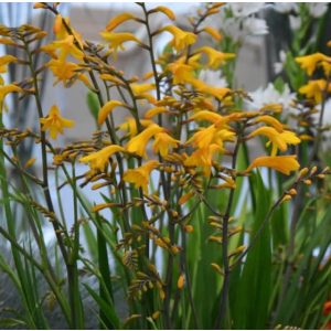 Crocosmia Yellow Emberglow - Sáfrányfű