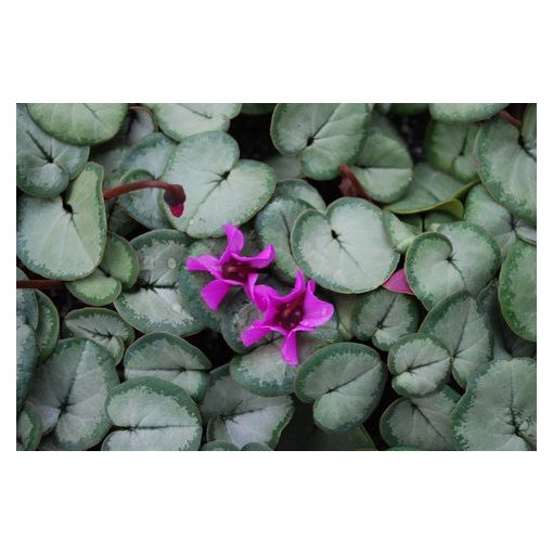 Cyclamen coum - Silver leaf - Télálló ciklámen