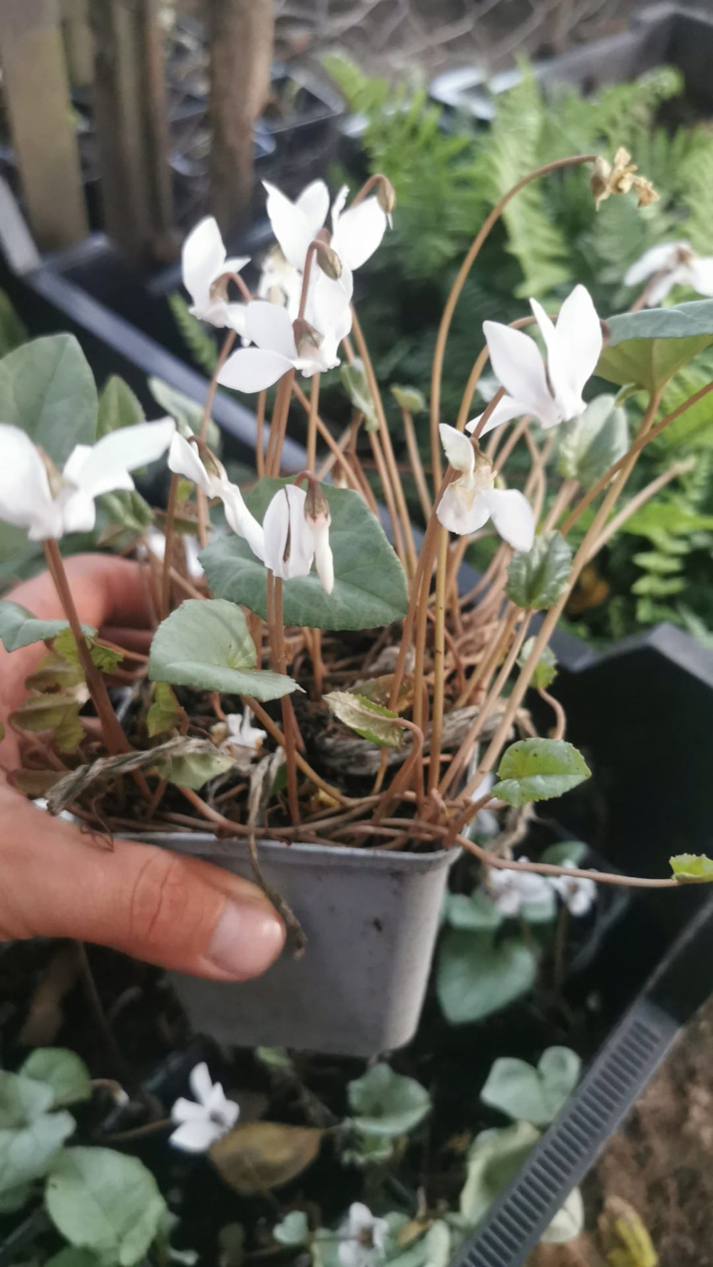 Cyclamen hederifolium 'Album' Silver Leaf