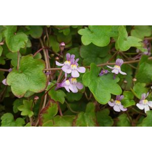 Cymbalaria muralis - Kőfali pintyő