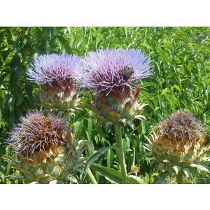 Cynara cardunculus - Articsóka