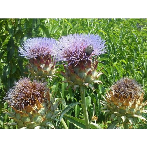 Cynara cardunculus - Articsóka