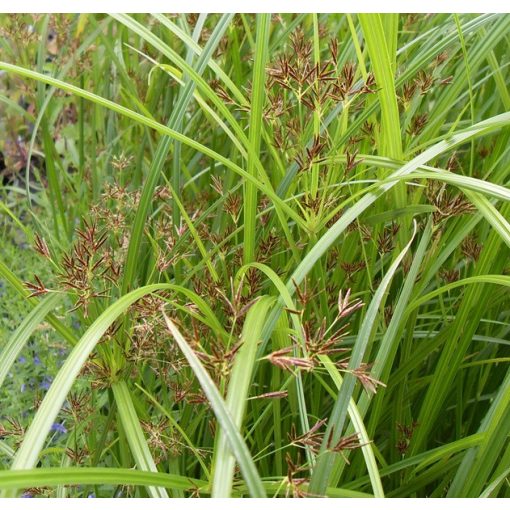 Cyperus longus - Hosszú palka