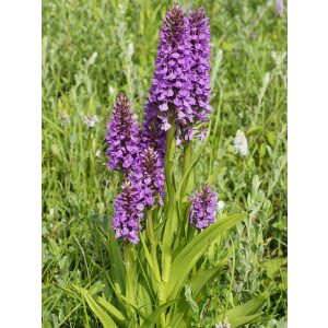   Dactylorhiza majalis subsp. praetermissa - Széleslevelű ujjaskosbor