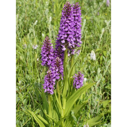 Dactylorhiza majalis subsp. praetermissa - Széleslevelű ujjaskosbor