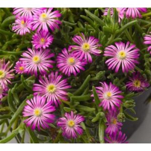 Delosperma aberdeenense Hot Pink - Kristályvirág