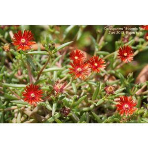 Delosperma Badenia Red - Kristályvirág