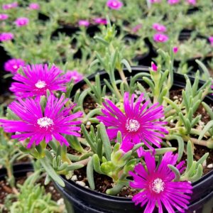 Delosperma cooperi - Kristályvirág