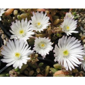 Delosperma Graaf Reinet - Kristályvirág