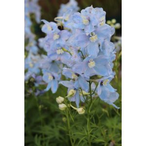 Delphinium Ballkleid - Évelő szarkaláb