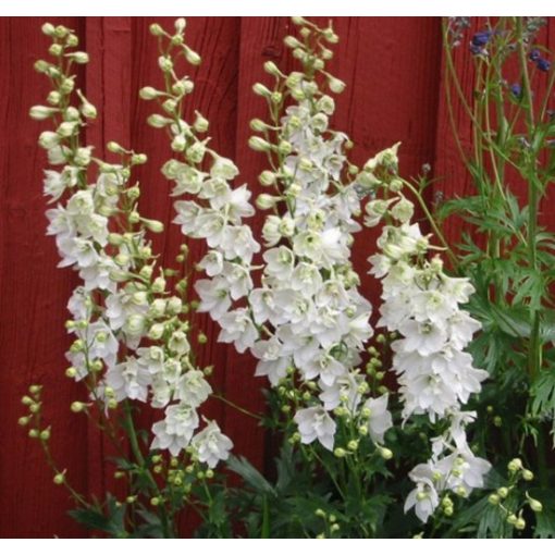 Delphinium Casa Blanca - Évelő szarkaláb