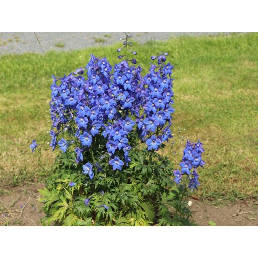 Delphinium Völkerfrieden - Évelő szarkaláb