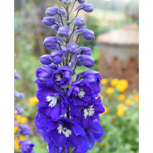 Delphinium King Arthur - Évelő szarkaláb