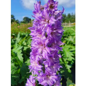 Delphinium Delgenius Breezin - Évelő szarkaláb