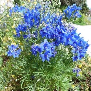   Delphinium grandiflorum Blue Butterfly - Szibériai szarkaláb