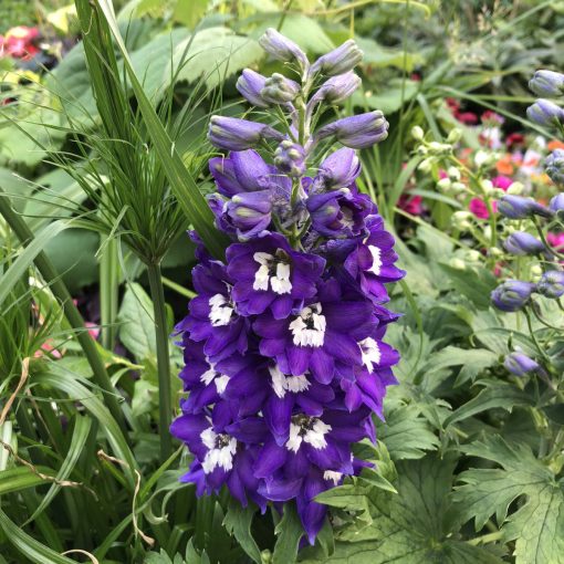 Delphinium Magic Fountains Dark Blue/White Bee - Évelő szarkaláb