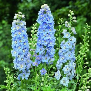 Delphinium Magic Fountains Sky Blue - Évelő szarkaláb