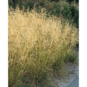 Deschampsia cespitosa Bronzeschleier - Gyepes sédbúza