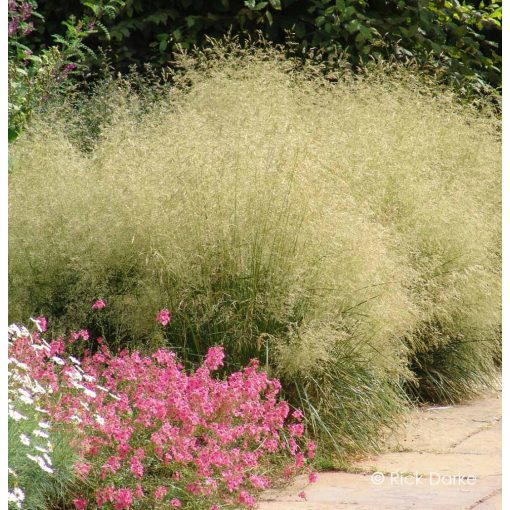 Deschampsia cespitosa Goldtau - Gyepes sédbúza