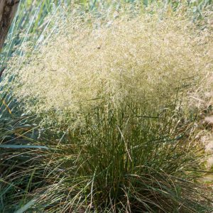 Deschampsia cespitosa Pixie Fountain - Gyepes sédbúza