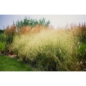 Deschampsia cespitosa Schotland - Gyepes sédbúza