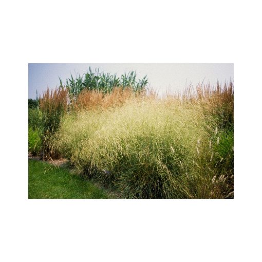 Deschampsia cespitosa Schotland - Gyepes sédbúza