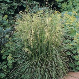 Deschampsia cespitosa Tauträger - Gyepes sédbúza