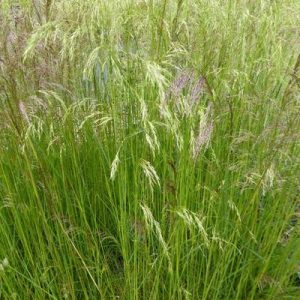 Deschampsia cespitosa Waldschatt - Gyepes sédbúza