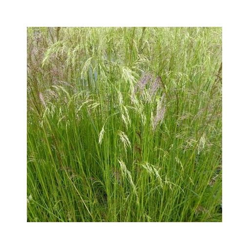 Deschampsia cespitosa Waldschatt - Gyepes sédbúza