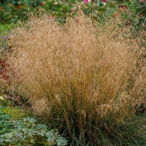 Deschampsia cespitosa - Gyepes sédbúza