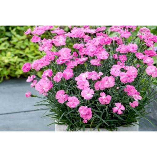 Dianthus plumarius Dinetta Soft Pink - Tollas szegfű