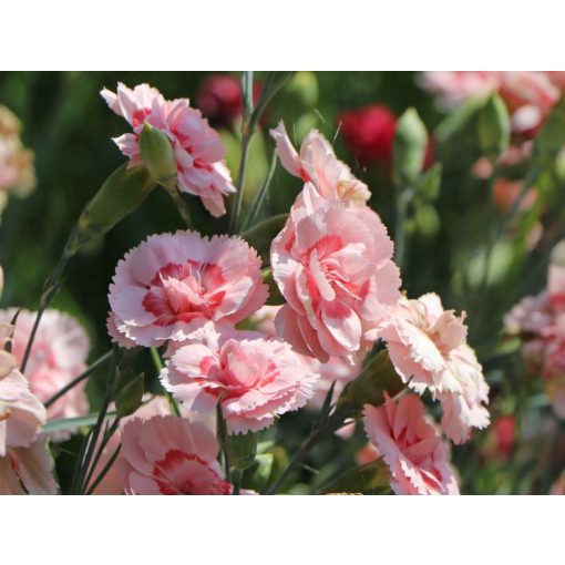 Dianthus plumarius Doris - Tollas szegfű