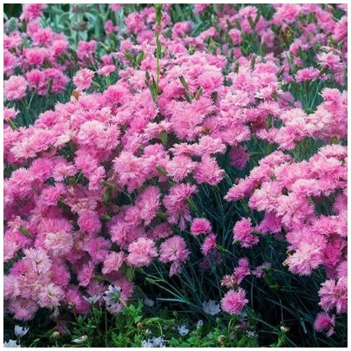 Dianthus plumarius Double Rose - Tollas szegfű