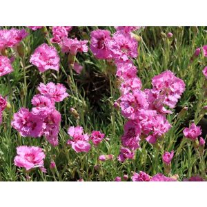 Dianthus plumarius Maggie - Tollas szegfű