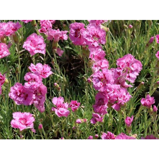 Dianthus plumarius Maggie - Tollas szegfű