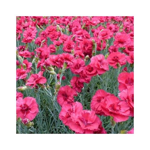 Dianthus plumarius Munot - Tollas szegfű