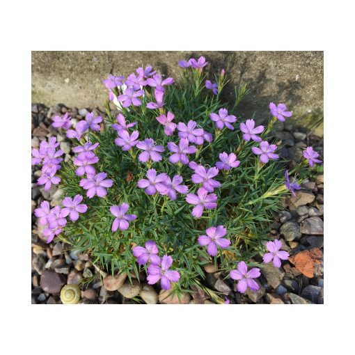 Dianthus erinaceus - Kerti szegfű