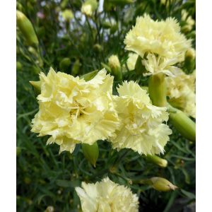 Dianthus caryophyllus Grenadine Yellow - Kerti szegfű