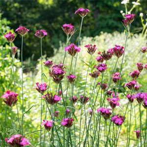 Dianthus carthusianorum - Barátszegfű