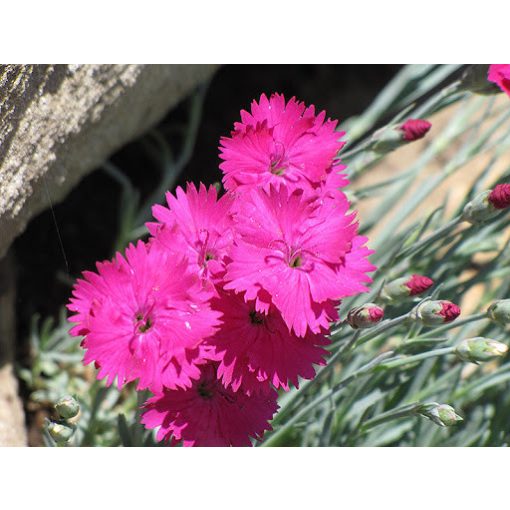 Dianthus gratianopolitanus Badenia - Pünkösdi szegfű