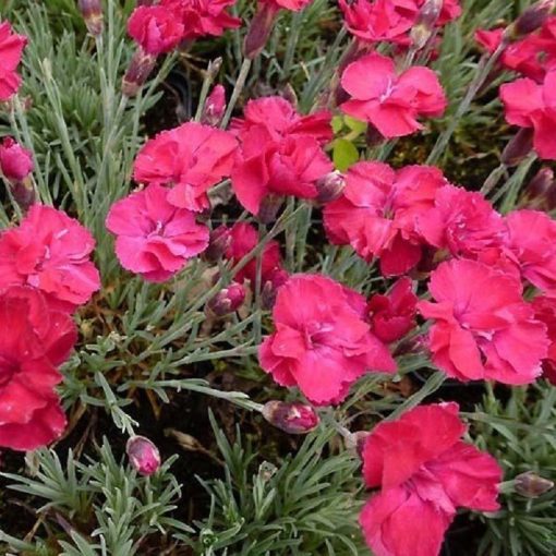 Dianthus gratianopolitanus Bombardier - Pünkösdi szegfű