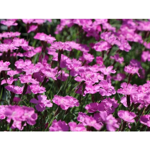 Dianthus gratianopolitanus Eydangeri - Pünkösdi szegfű