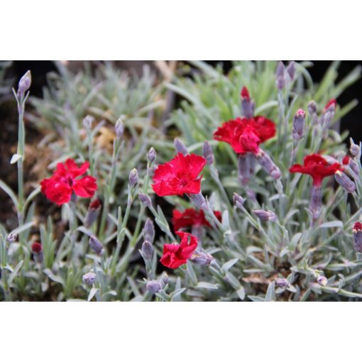 Dianthus gratianopolitanus Rubin - Pünkösdi szegfű