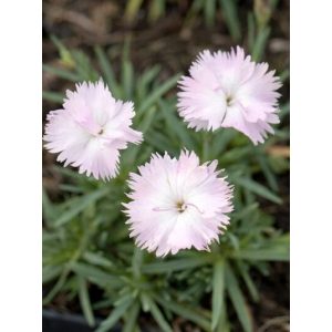   Dianthus gratianopolitanus Whatfield Wisp - Pünkösdi szegfű