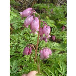 Dicentra formosa - Szép szívvirág