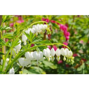 Dicentra (Lamprocapnos) spectabilis Alba - Szívvirág