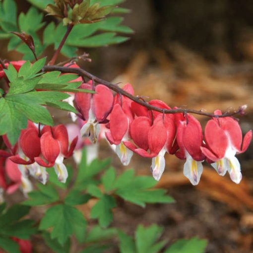 Dicentra (Lamprocapnos) spectabilis Valentine - Szívvirág